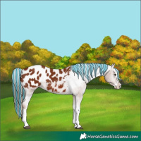 Horse Color:Painted Chestnut Splash Appaloosa 