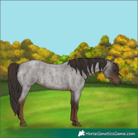 Horse Color:Liver Red Roan 