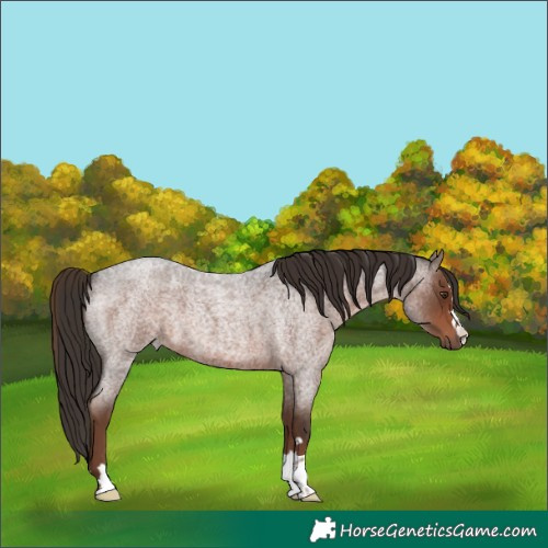 Horse Color:Liver Red Roan 