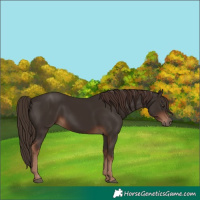Horse Color:Liver Chestnut 