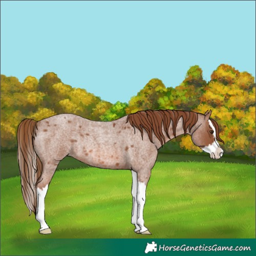 Horse Color:Red Roan Splash Rabicano