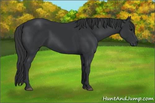 Horse Color:Black 