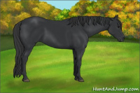 Horse Color:Black 