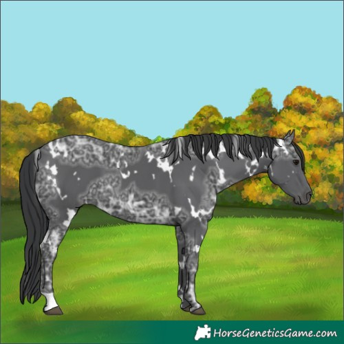 Horse Color:White Spotted Black Ice 