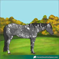 Horse Color:White Spotted Black Ice 