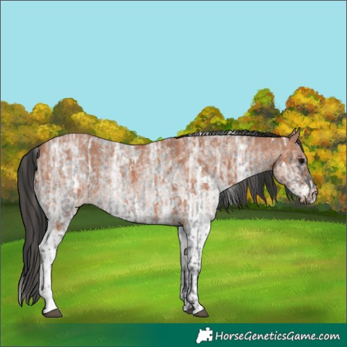 Horse Color:Blue Ice Roan Rabicano  and White Spotted Bay Ice Rabicano 
