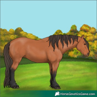 Horse Color:Bay 