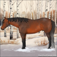 Horse Color:Bay Sabino