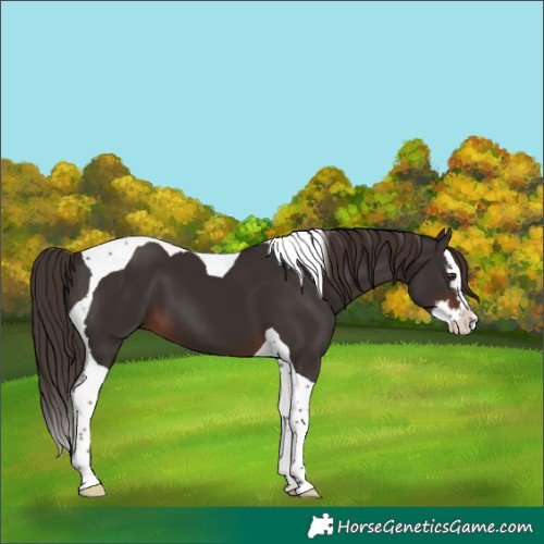 Horse Color:Liver Chestnut Splash Tobiano 