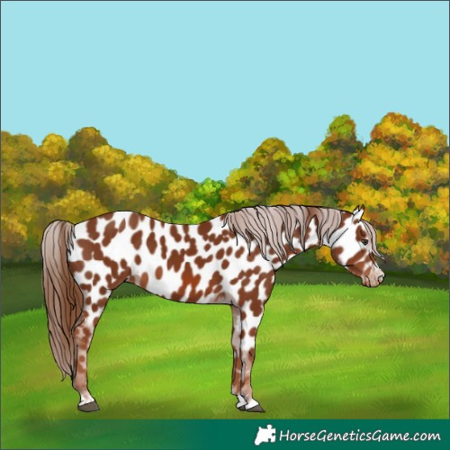 Horse Color:Chestnut Near Leopard 