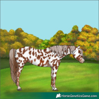 Horse Color:Chestnut Near Leopard 
