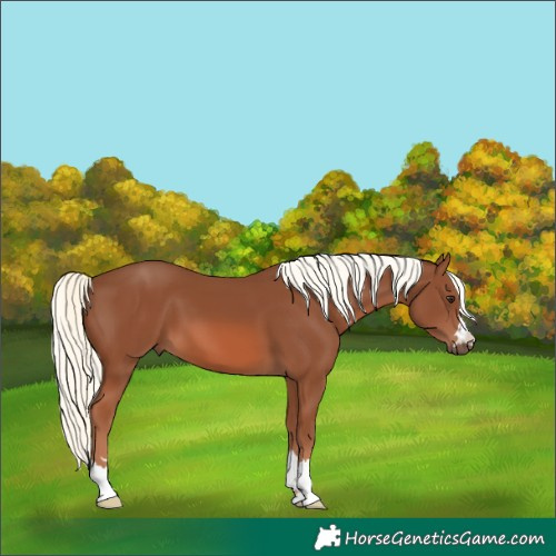 Horse Color:Chestnut Mushroom 