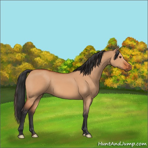 Horse Color:Bay Dun