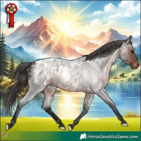 Horse Color:Brown Roan Appaloosa 