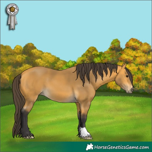 Horse Color:Buckskin 