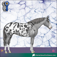 Horse Color:Black Appaloosa 
