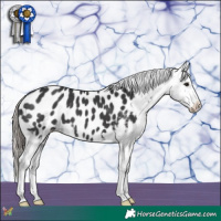 Horse Color:Black Appaloosa 