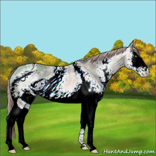 Horse Color:ERROR: UNKNOWN ANOMALY