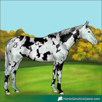 Horse Color:ERROR: UNKNOWN ANOMALY