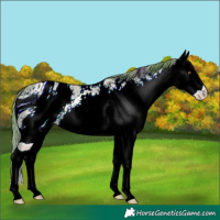 Horse Color:ERROR: UNKNOWN ANOMALY