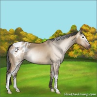 Horse Color:Gray White Spotted Brown Dun Sabino Appaloosa Rabicano 