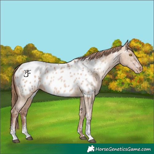 Horse Color:Brown Pearl Dun Sabino Near Leopard Rabicano