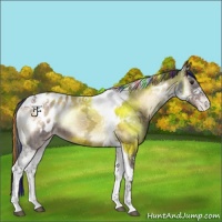 Horse Color:Painted Liver Red Onyx Ice Tobiano Appaloosa 