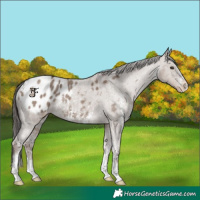 Horse Color:Liver Red Dun Sabino Appaloosa Rabicano