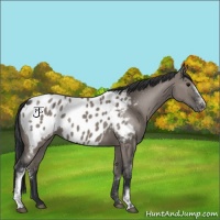 Horse Color:White Spotted Grullo Appaloosa 
