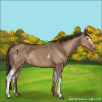 Horse Color:White Spotted Liver Red Dun Appaloosa Rabicano 