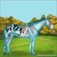 Horse Color:Void Thunderstruck Bay Ice Onyx Tobiano Blanket
