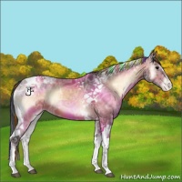 Horse Color:Painted Bay Ice Onyx Tobiano Appaloosa