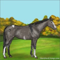 Horse Color:White Spotted Grullo Snowflake VarnishRabicano 