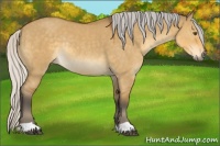 Horse Color:Silver Buckskin Dun Rabicano