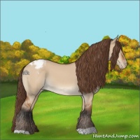 Horse Color:Bay Dun Appaloosa 