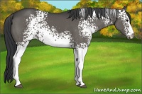 Horse Color:White Spotted Black Sabino 