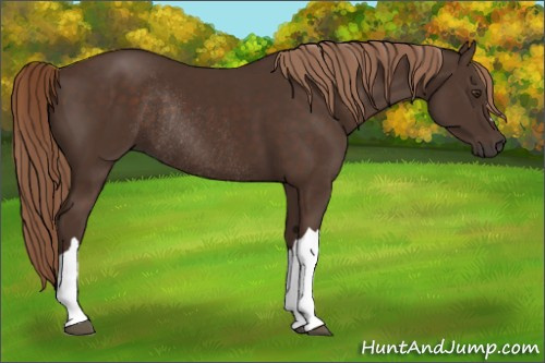 Horse Color:Liver Chestnut Rabicano 