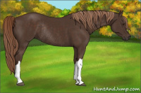 Horse Color:Liver Chestnut Rabicano 