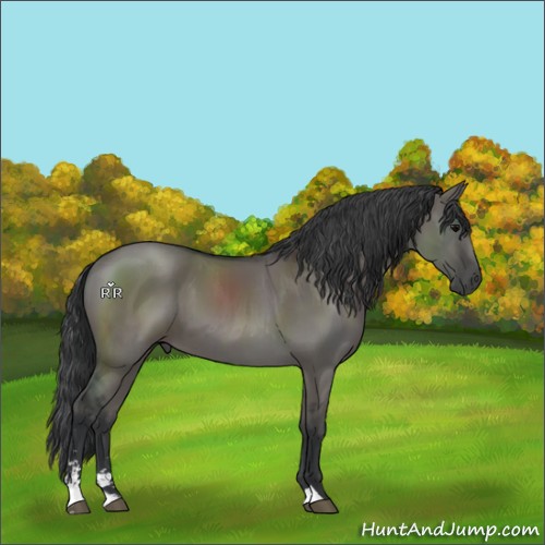 Horse Color:Grullo Sabino 