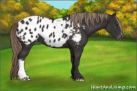 Horse Color:Liver Chestnut Appaloosa 