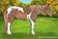 Horse Color:Chestnut Tobiano 