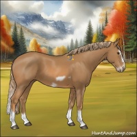 Horse Color:Chestnut Splash Frame 