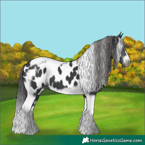 Horse Color:Black Splash Tobiano Frame Appaloosa 