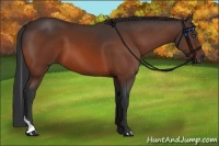 Horse Color:Bay Tobiano 