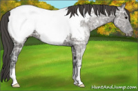 Horse Color:Grullo Ice Appaloosa 