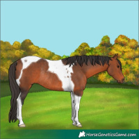 Horse Color:Bay Tobiano Rabicano 