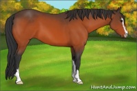 Horse Color:Bay Sabino 