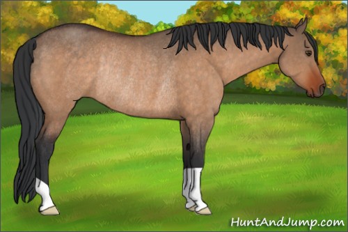 Horse Color:Brown Dun Rabicano 