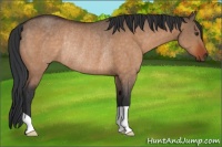 Horse Color:Brown Dun Rabicano