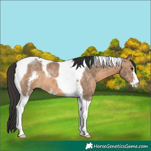 Horse Color:Brown Dun Sabino Tobiano